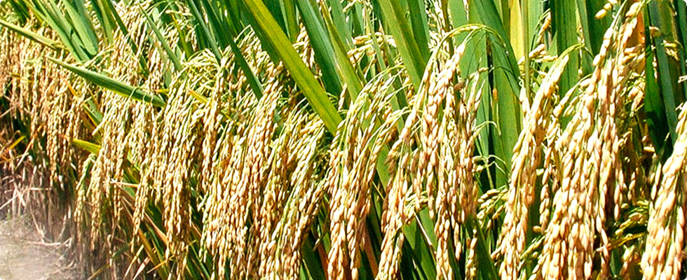 mathabiofertilizers.com