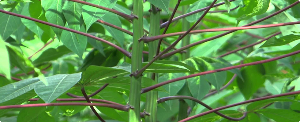 mathabiofertilizers.com